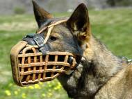 belgian-malinoise-leather-dog-muzzle-basket-leather-muzzle (1)